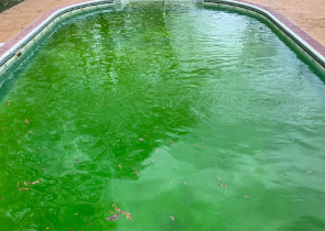 Green pool water treatment by Freedom Pool Service in Concord NC